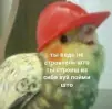 Perdedushka